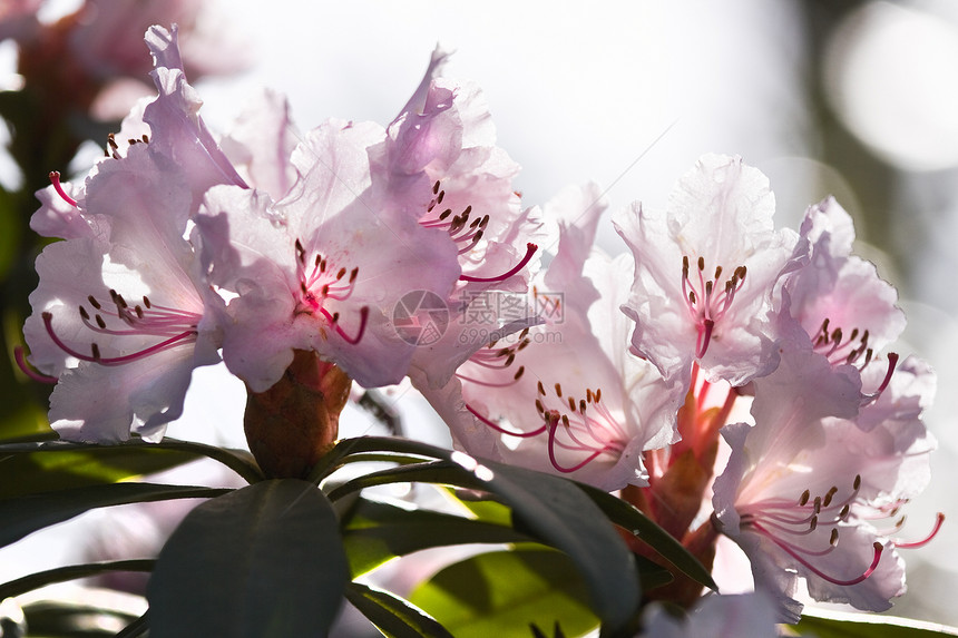 春天的罗多登阳花粉色背景阳光季节花朵季节性背光图片