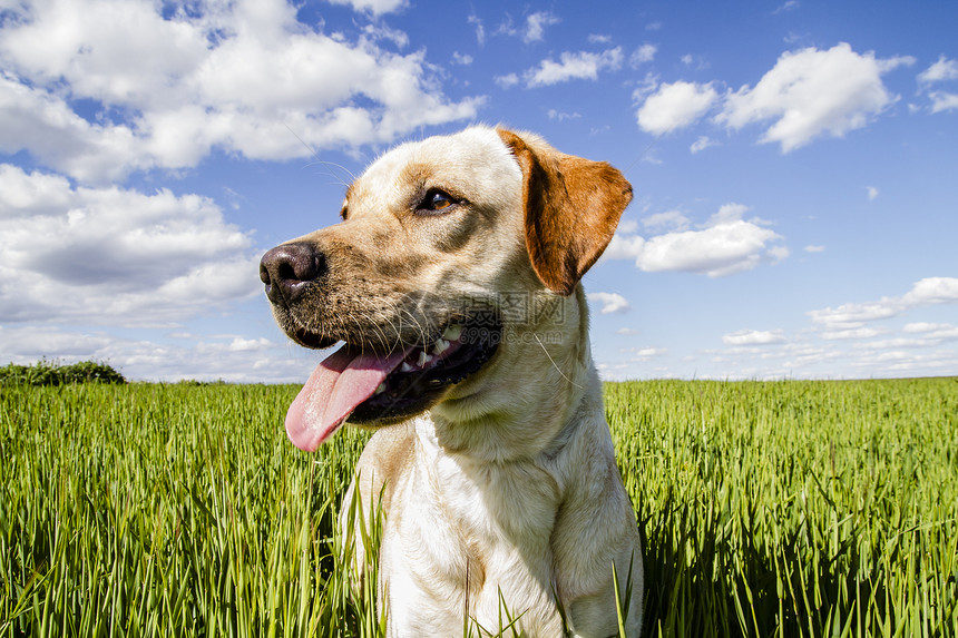 小麦田和夏季自由的拉布拉多检索器犬类小麦小狗植物场地动物橙子天空牧场猎犬图片