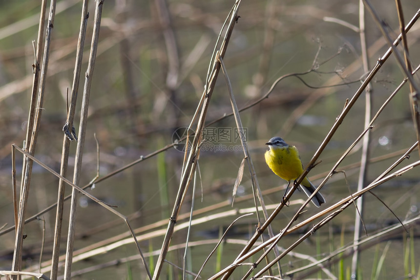 黄卷尾鸟类野生动物鹡鸰栖息黄色荒野图片