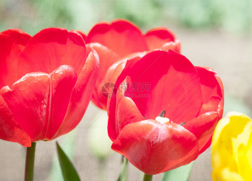 红色郁金香 纹纸纸背景明信片美丽花店射线叶子植物群阳光公园妈妈花园图片