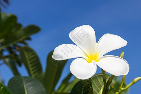 菲律宾语弗朗吉帕尼花朵情调花瓣橙子热带香水叶子植物温泉异国香味背景