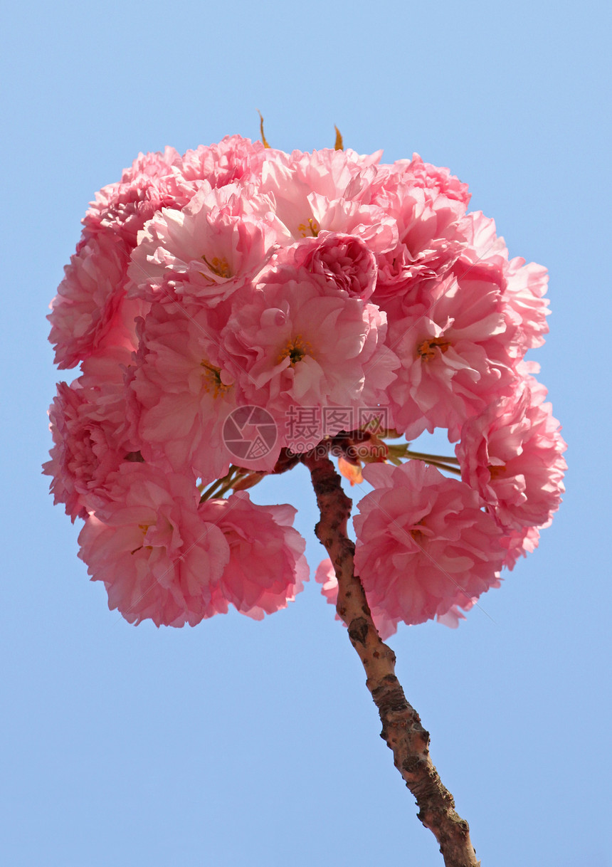 樱桃的枝节花园植物群宏观花朵蓝色天空粉色图片