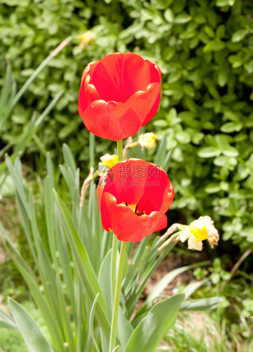 两朵红郁金香花在绿地上风景花瓣宏观场地季节快乐团体园艺花园叶子图片