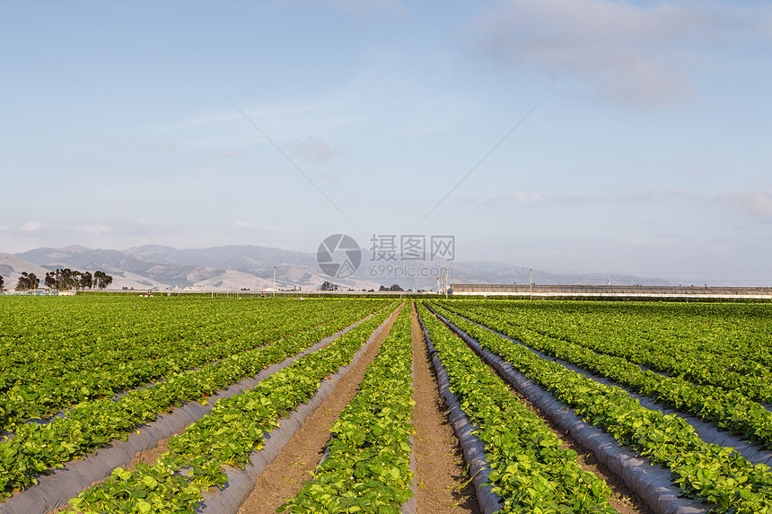 加利福尼亚州萨利纳斯谷的草莓田图片