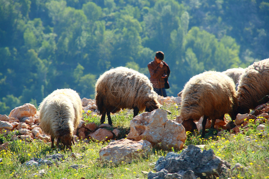 山上绵羊农场牧场爬坡农业羊毛羊肉动物哺乳动物农村绿色图片