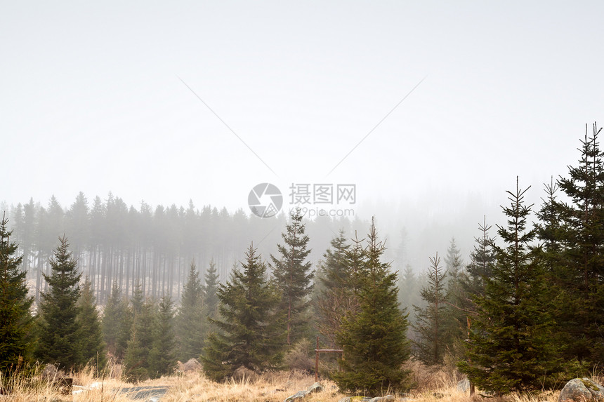 雾中苍蝇森林薄雾乡村天气风景云杉植物旅行松树针叶农村图片