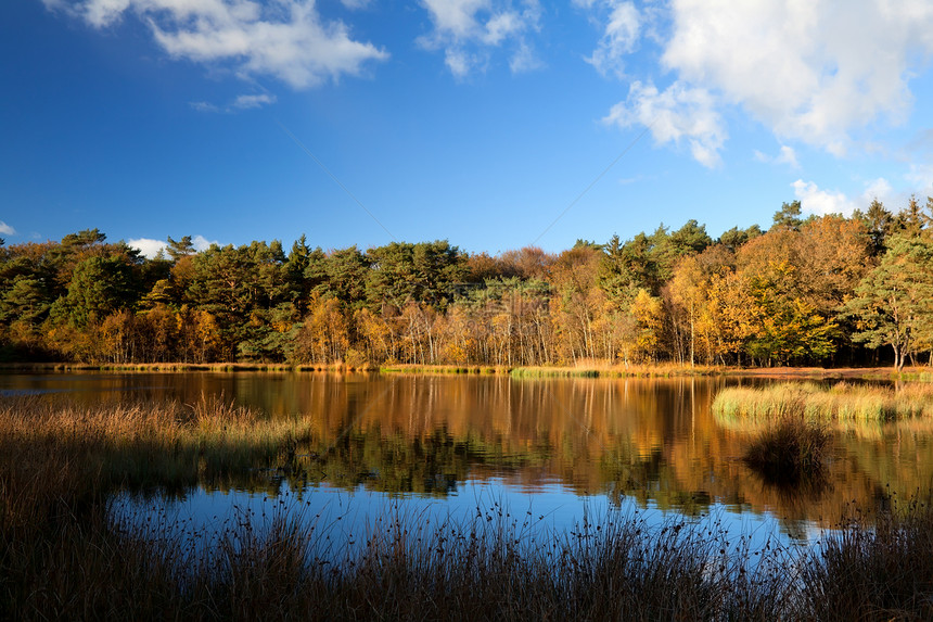 秋天森林 野湖农村橙子绿色乡村风景针叶天空松树反射晴天图片