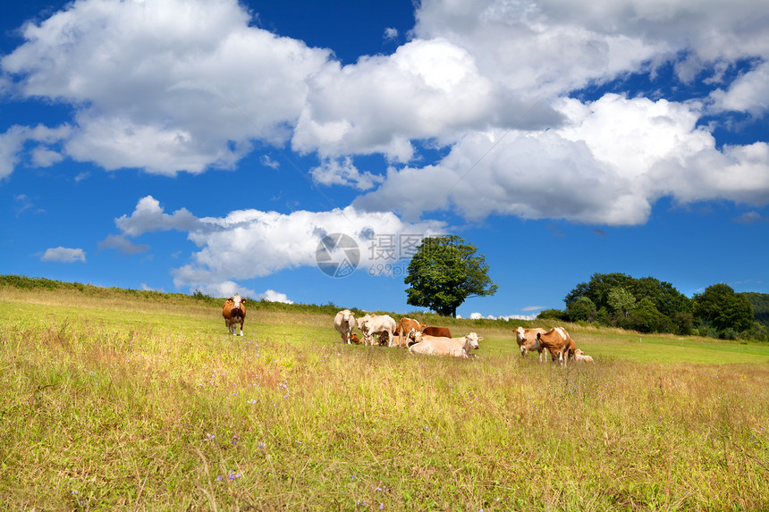 夏季牧草上几头高山牛图片