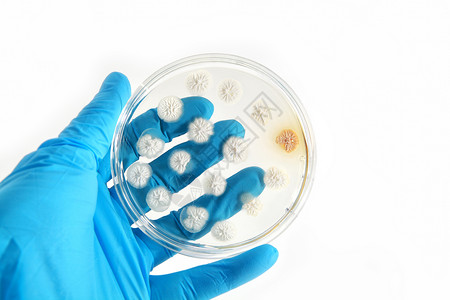 甲板上的转基因真菌蓝色药品手臂微生物学青霉素青霉宏观琼脂科学微生物背景