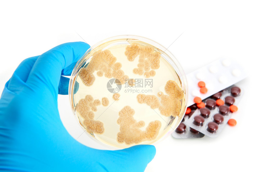 甲板和抗生素上的青霉菌真菌图片