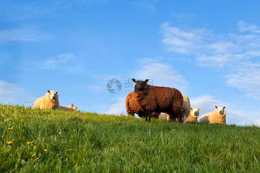 在蓝天上牧著白羊和棕羊图片