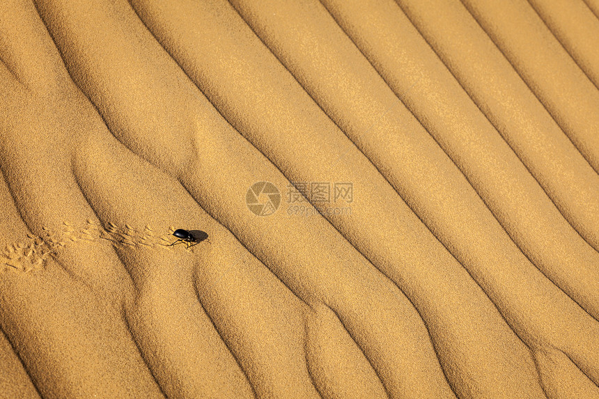 沙沙上撒着蜘蛛甲虫生物学风景荒野沙漠动物波纹生物沙丘干旱宏观图片