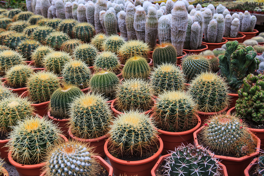 Cactus 极密闭生活生长宏观叶子地球沙漠金子热带脊柱植物图片