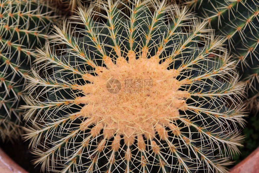 Cactus 极密闭脊柱花园植物尖刺生长危险叶子植物学沙漠生活图片