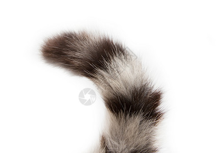 白色背景上的猫尾巴高清图片