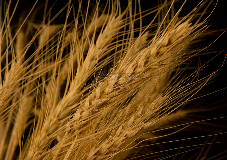 黑色背景的小黄小麦面粉草本植物面包食物植物面团黄色生活种子厨房图片
