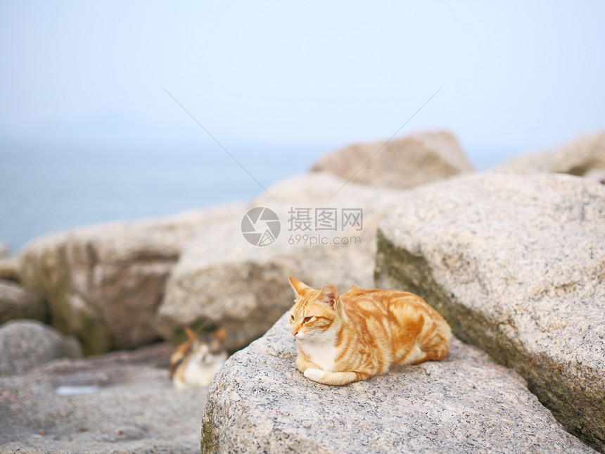 猫在岩石上小猫休息毛皮石头哺乳动物街道头发宠物图片