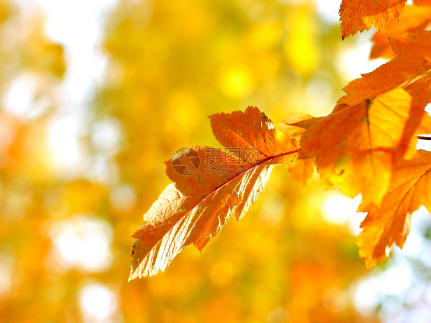 秋天的树叶公园衬套黄色阳光枝条橙子森林风景宏观植被图片