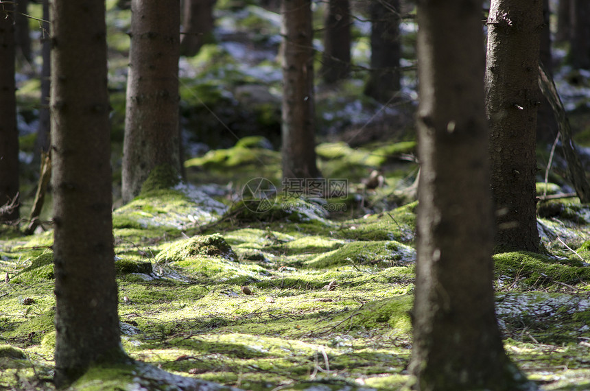 雪和苔森林季节美化植物绿色草地苔藓树木环境云杉图片