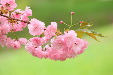 粉红樱桃树花粉色花园花朵植物群绿色宏观树叶背景图片