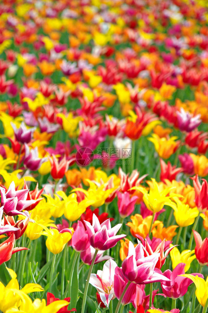 色彩多彩的郁金花阳光季节叶子植物学太阳植物群场地生长花束植物图片