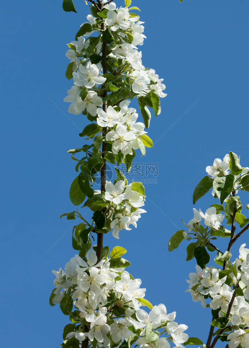 苹果花雌蕊叶子花瓣生育力绿色季节白色苹果树蓝色蜂蜜图片