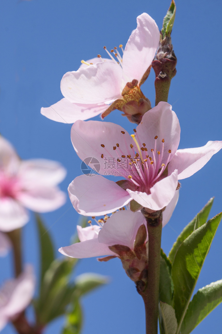 桃花脆弱性花粉枝条水果生长粉色生活农业花瓣白色图片