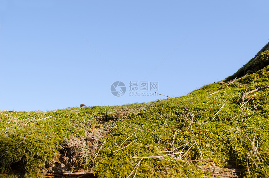 蓝色天空背景(树)图片