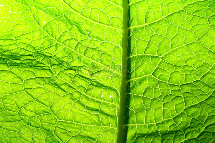 绿叶植物学生活植物环境绿色刀刃生物学材料花园黄色图片