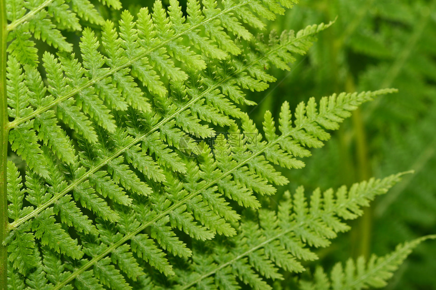 绿叶生长生活进步活力生物学叶子园艺刀刃静脉环境图片