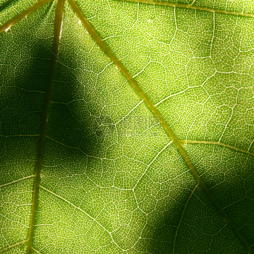 绿叶植物生活刀刃季节生长脉络叶子宏观生态戏剧性图片