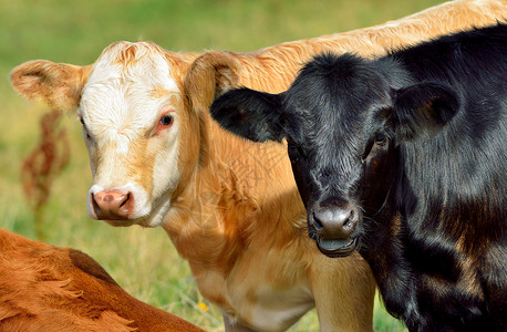 牛排黑色家畜耳朵白色毛皮眼睛农场畜牧业棕色犊牛高清图片