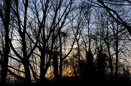 险恶在林中树枝黑色剪影蓝色日落黄色树木太阳背景