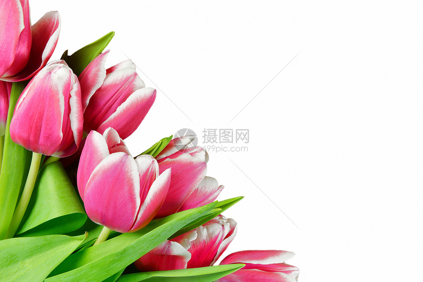 新鲜郁金香绿色白色粉色花束红色植物花朵图片