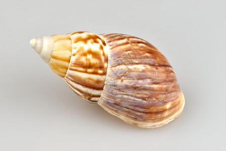 蜗牛贝壳动物白色灰色住房螺旋棕色背景图片
