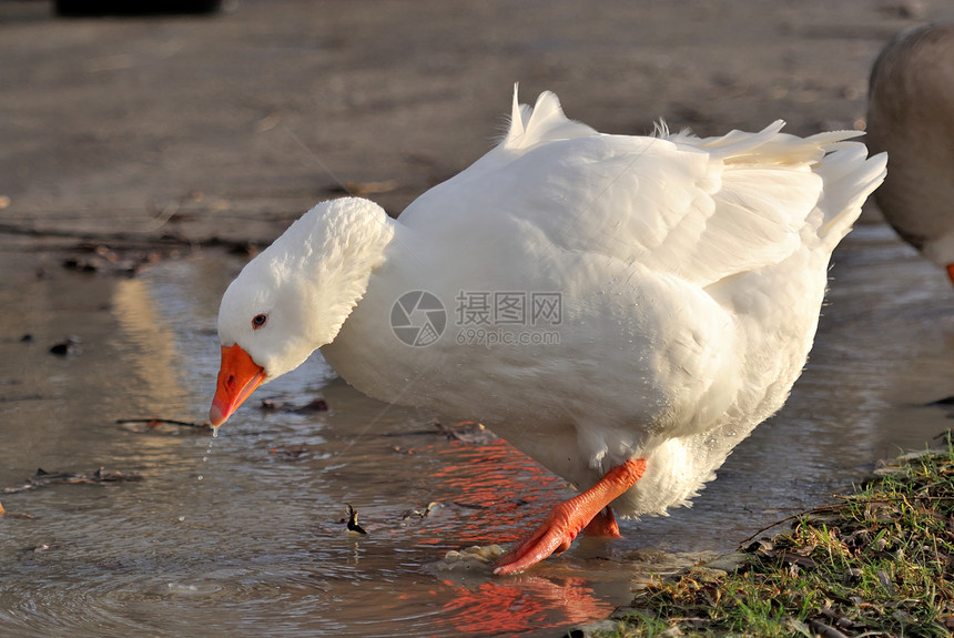 白鹅动物红色羽毛水坑图片