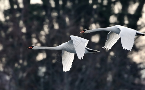 白色天鹅飞行中的天鹅鸟类航班白色野生动物动物翅膀背景
