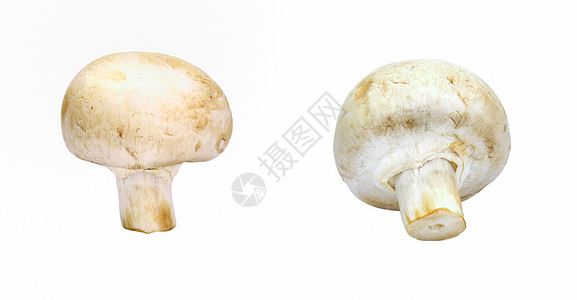 蘑菇淡黄色白色黄色菌类背景图片