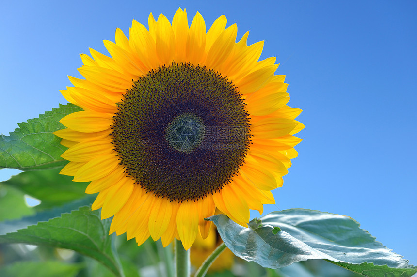 向日葵晴天绿色太阳树叶叶子黄色植物蓝色黑色图片