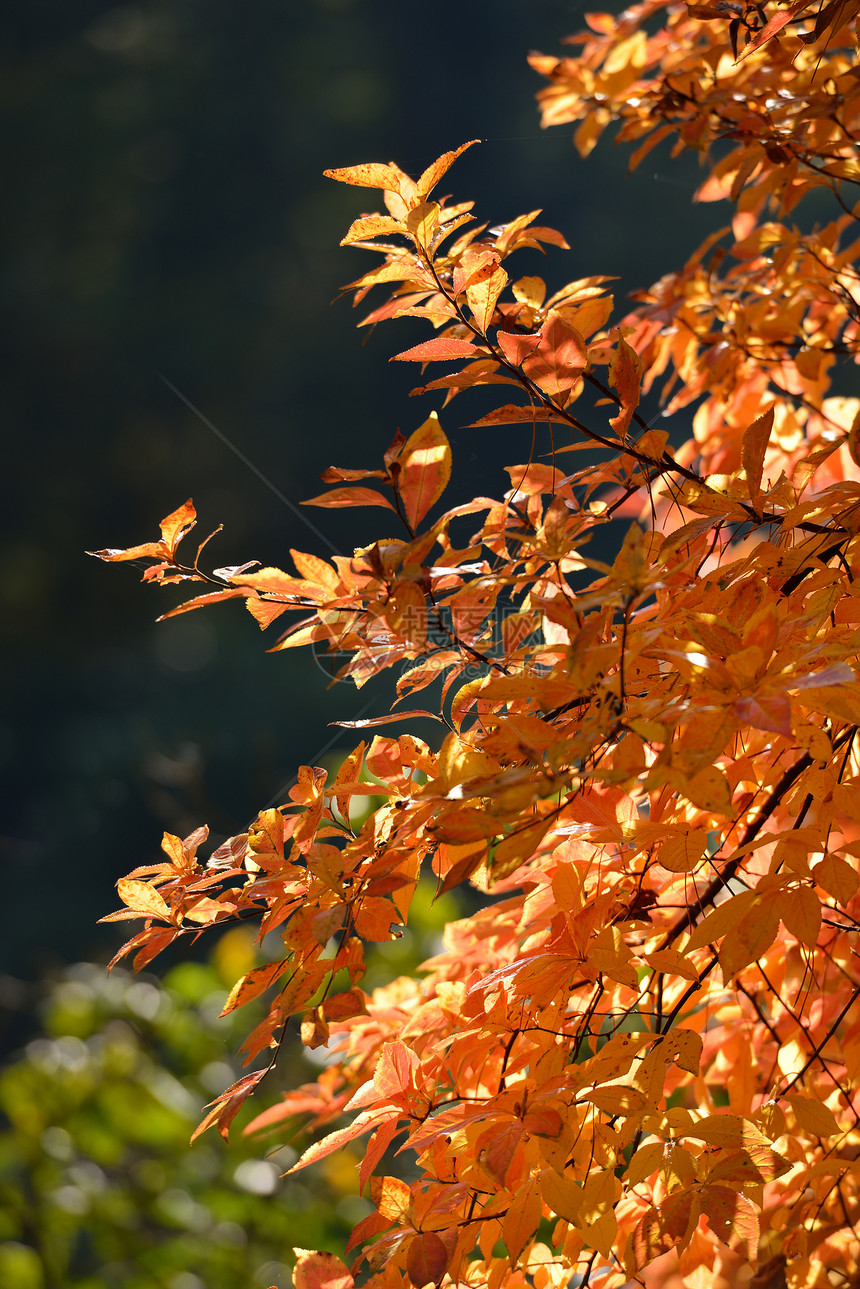 树丛的秋叶图片