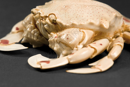 阿什托雷特卢纳里斯月亮螃蟹的细节背景