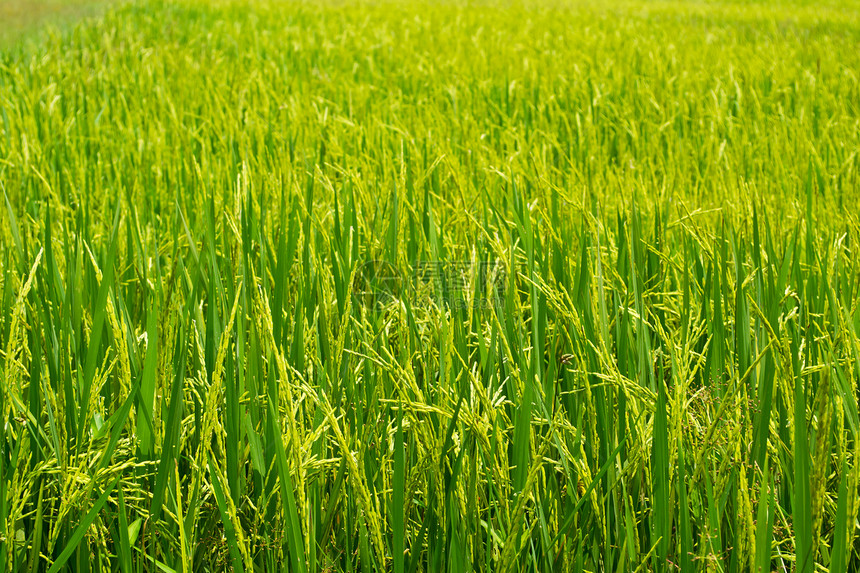 绿稻田社区种植园草地收成食物阳光植物培育农村环境图片