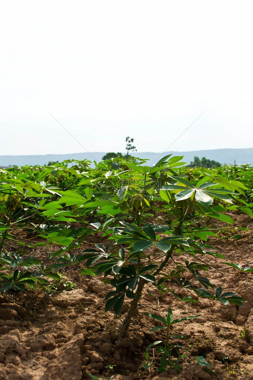 木沙瓦花园畜牧业生长土壤蔬菜木薯花园植被食物培育土地图片