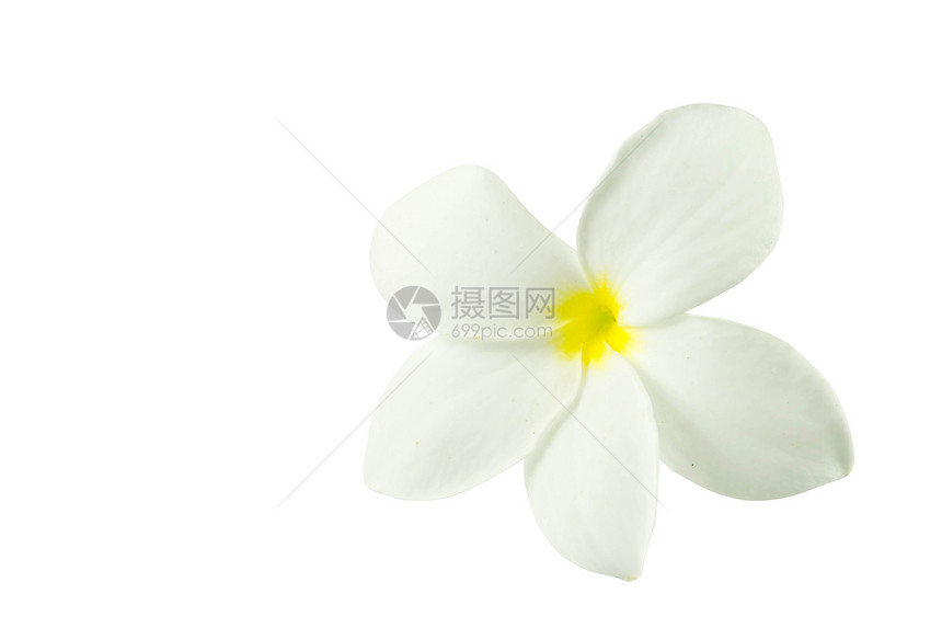 白色背景的弗朗吉帕尼花朵热带邀请函角落卡片温泉鸡蛋花香味边界花瓣图片