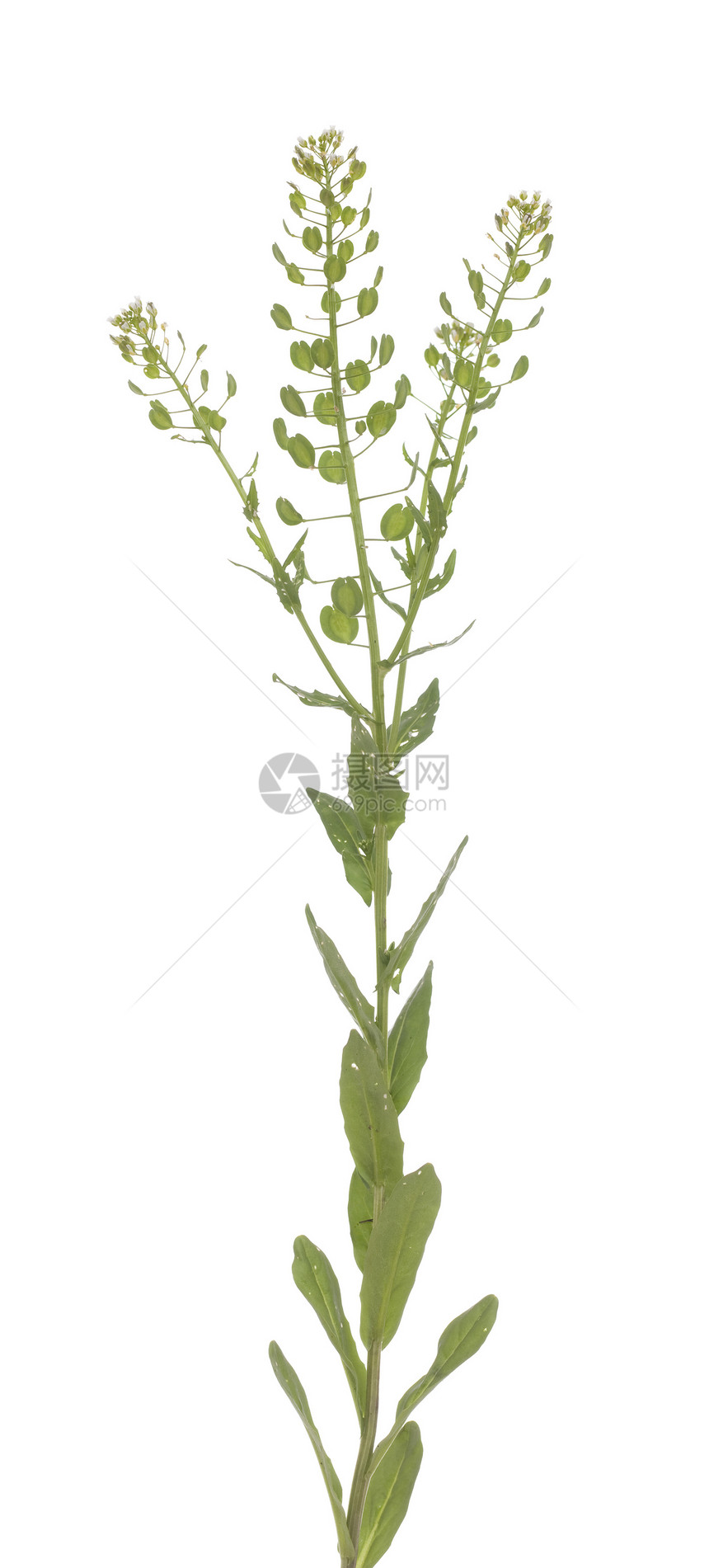 Tlaspi 静脉喷发草本植物种子白色宏观叶子植物植物群野花图片