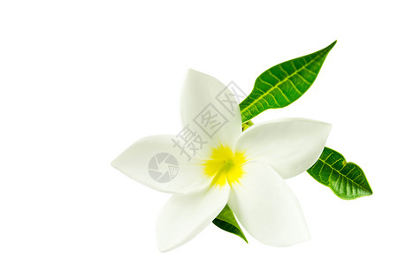白色背景的弗朗吉帕尼花朵温泉香味花瓣卡片边界鸡蛋花邀请函角落热带背景图片