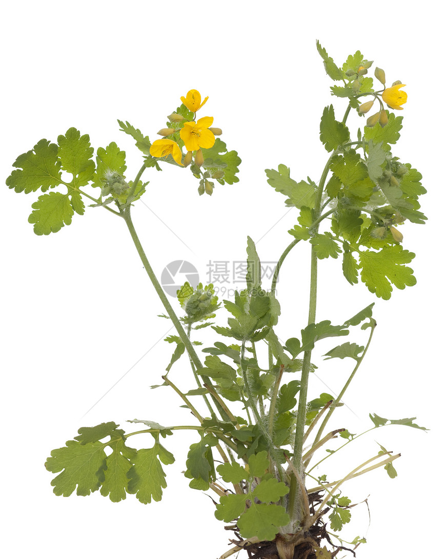 白屈菜植物群宏观野花植物黄色叶子图片