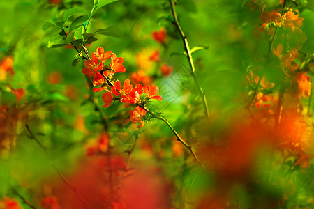 夏内美花园花朵背景叶子太阳花瓣植物美丽衬套粳稻背景图片