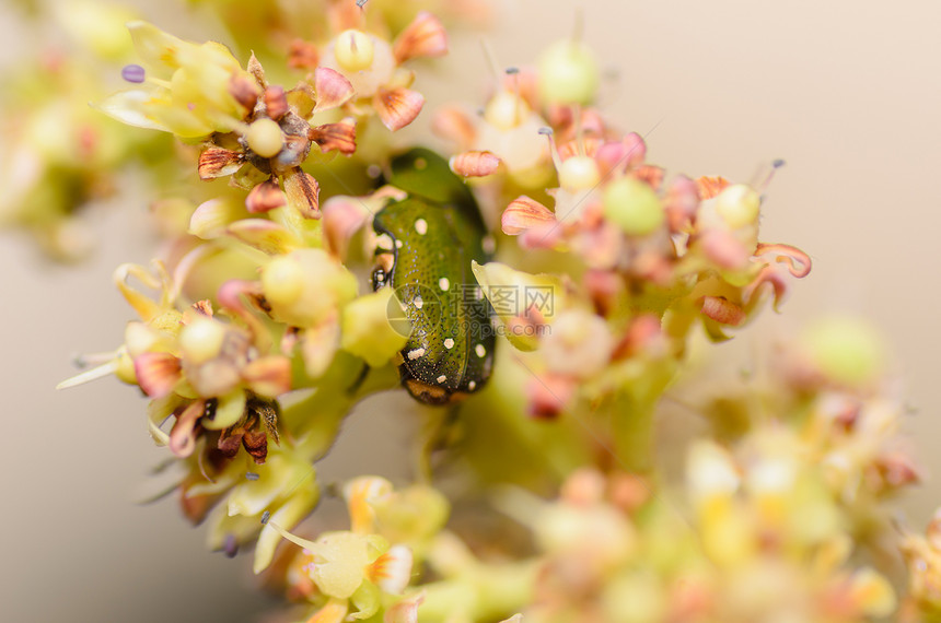 花朵中的绿虫盾虫昆虫漏洞宏观绿色图片