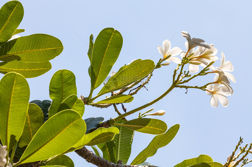热带花朵的支部管道屏幕植物异国卫生香味花瓣情调鸡蛋花保健岛屿图片